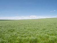 German Landscape: Rural Field of Green