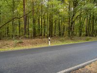 German Road in Nature with Tree Landscape