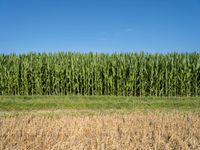 tall corn plants surround a field of green and brown grass in a blue sky and a bright white cloud