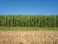 tall corn plants surround a field of green and brown grass in a blue sky and a bright white cloud