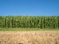 tall corn plants surround a field of green and brown grass in a blue sky and a bright white cloud