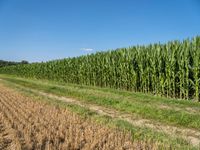 large field of green corn next to an open dirt road and clear sky with clouds