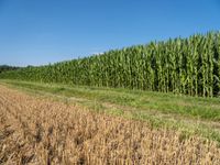 large field of green corn next to an open dirt road and clear sky with clouds