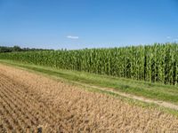 large field of green corn next to an open dirt road and clear sky with clouds