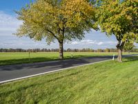 green grass on the side of the road near a small tree with orange leaves on the trees