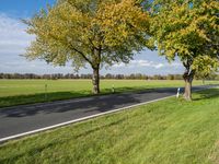 green grass on the side of the road near a small tree with orange leaves on the trees