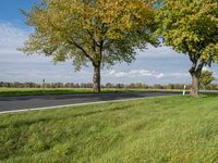 green grass on the side of the road near a small tree with orange leaves on the trees