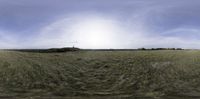 this is a panorama view of a farm with a cow in it and sun shining above the grass and trees