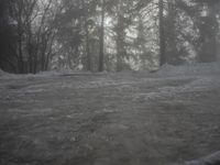 German Winter Forest in the Alps