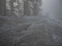 German Winter Forest in the Alps
