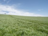 there is grass that has been harvested and planted in rows on a grassy hill by a blue sky