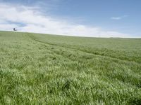 there is grass that has been harvested and planted in rows on a grassy hill by a blue sky