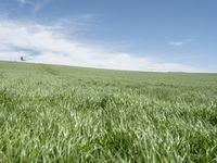 there is grass that has been harvested and planted in rows on a grassy hill by a blue sky