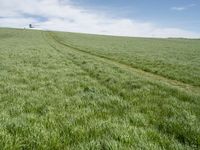 there is grass that has been harvested and planted in rows on a grassy hill by a blue sky