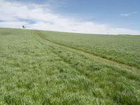 there is grass that has been harvested and planted in rows on a grassy hill by a blue sky