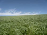 a green grass field with blue sky in the background with small clouds in the sky