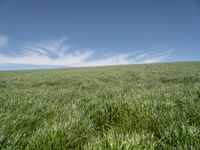 a green grass field with blue sky in the background with small clouds in the sky