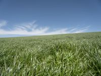 a green grass field with blue sky in the background with small clouds in the sky