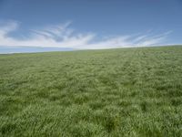 a green grass field with blue sky in the background with small clouds in the sky