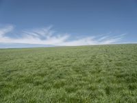 a green grass field with blue sky in the background with small clouds in the sky