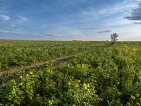 Germany: An Autumn Field with Clouds and a Tree