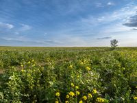 Germany: An Autumn Field with Clouds and a Tree