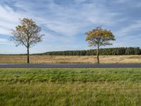 two bare trees sit in a field beside the street which is empty and a grassy area has lots of trees, grass, and sky