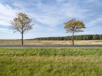 two bare trees sit in a field beside the street which is empty and a grassy area has lots of trees, grass, and sky