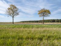 two bare trees sit in a field beside the street which is empty and a grassy area has lots of trees, grass, and sky