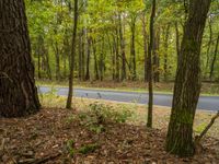 an asphalt roadway runs through the trees and foliages on both sides of the road