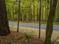 an asphalt roadway runs through the trees and foliages on both sides of the road