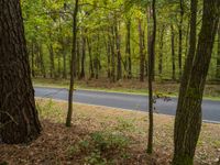 an asphalt roadway runs through the trees and foliages on both sides of the road