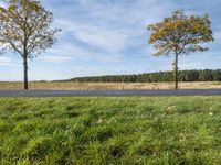 two bare trees near an empty road and grass on the ground by a rural road