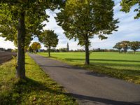 some trees lined with leaves on a paved path in a field with a church in the background