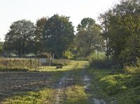 an empty dirt road surrounded by grass and trees on the other side of a wooded area