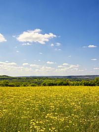 a field of yellow flowers in front of a blue sky with white clouds and hills