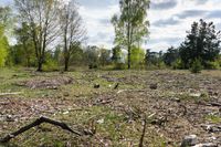 Germany's Forest: A Day in Nature's Landscape