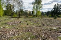 Germany's Forest: A Day in Nature's Landscape