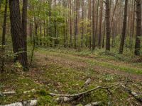 Forest in Germany: A Green Road Amidst the Grass