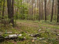 Forest in Germany: A Green Road Amidst the Grass