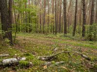 Forest in Germany: A Green Road Amidst the Grass