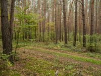 Forest in Germany: A Green Road Amidst the Grass