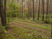 Forest in Germany: A Green Road Amidst the Grass