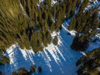 a group of trees covered in snow in the forest from above with their shadows on it