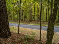 Forest Vegetation Road in Germany: Basking in Sunlight