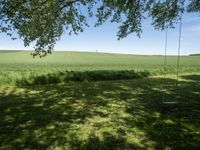 a swing sitting in a grass field next to a treeline and field with blue skies