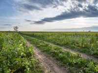 Germany's Greenery: Sunlight on a Grass Field