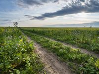 Germany's Greenery: Sunlight on a Grass Field