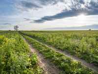 Germany's Greenery: Sunlight on a Grass Field