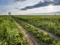 Germany's Greenery: Sunlight on a Grass Field